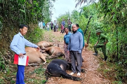 Sét đánh chết 7 con bò của một gia đình ở huyện Kỳ Sơn