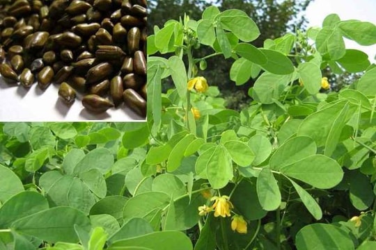 4 thảo dược hỗ trợ trị tăng huyết áp