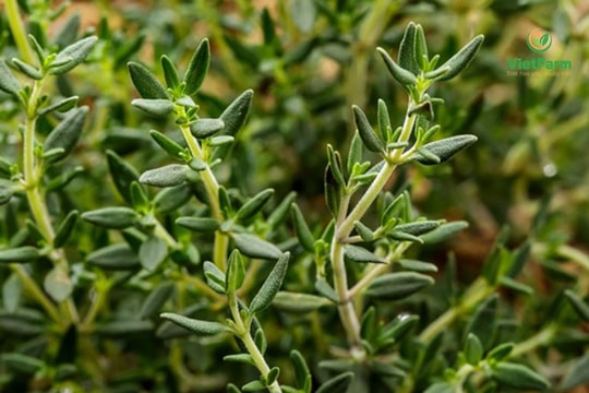 Những công dụng không ngờ tới của cỏ xạ hương