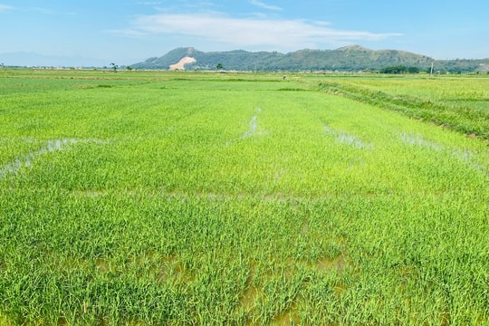 Nồng độ mặn xuống mức cho phép, các trạm bơm vận hành hết công suất cứu lúa