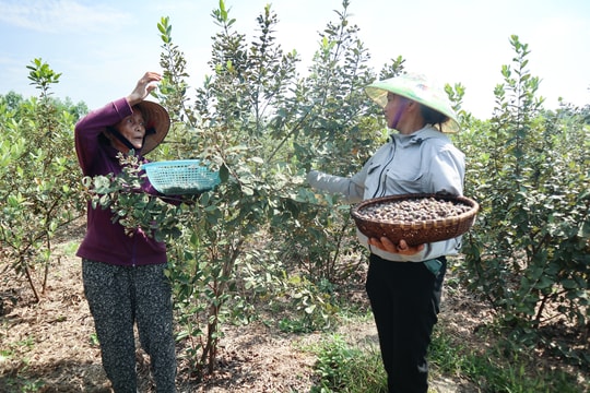 Đại hạn, sim rừng mất mùa, sim nhà đắt giá