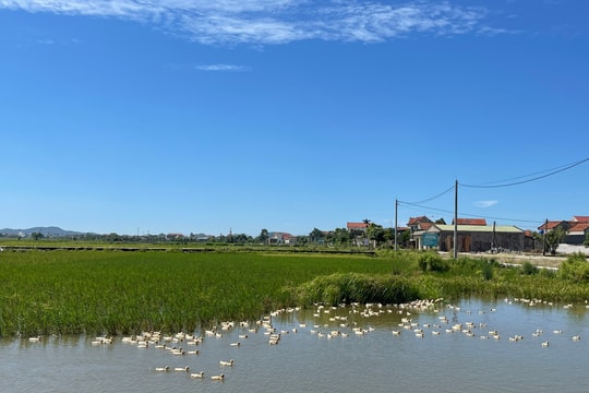 Cận cảnh khu đất có trường hợp vi phạm không được huyện Quỳnh Lưu công nhận kết quả đấu giá