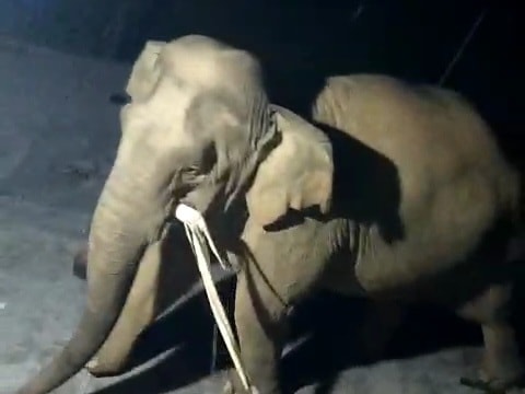 Voi rừng sống cô độc gần 20 năm ở Nghệ An liên tục về nhà dân lục lọi