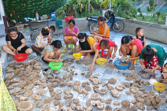 Bán được giá cao, người dân vùng núi Nghệ An nô nức săn tìm, bóc tách tổ ong