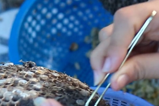 Người dân vùng núi Nghệ An nô nức săn tìm, bóc tách tổ ong