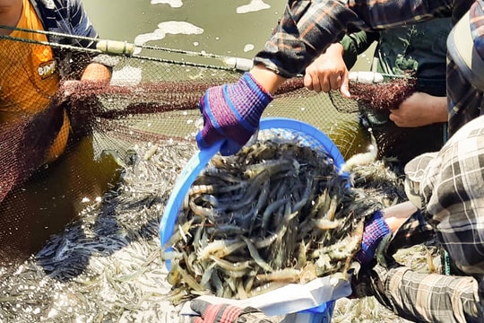 Giá tôm giảm mạnh, người nuôi tôm ở Nghệ An thua lỗ