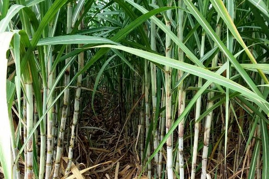 Công ty CP Mía đường Sông Con: Đồng hành cùng nông dân chăm sóc vùng nguyên liệu 