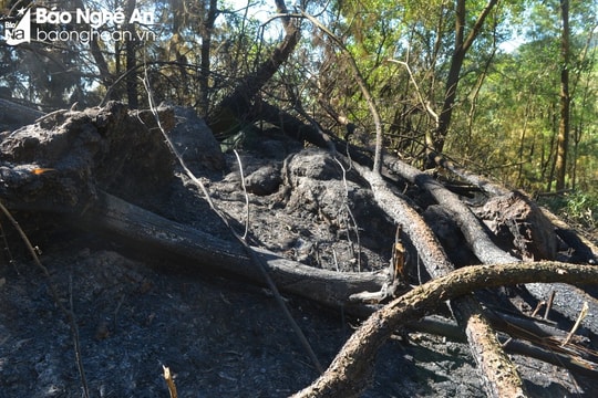 UBND huyện Nam Đàn thông tin chính thức về vụ cháy rừng ở Thượng Tân Lộc