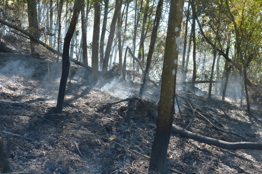 Cận cảnh hiện trường vụ cháy rừng ở Nam Đàn