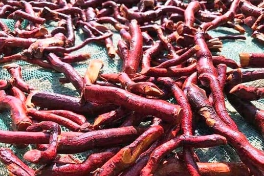 Uống nước nấu từ cây mú từn, bệnh nhân 39 tuổi nhập viện trong tình trạng loạn thần