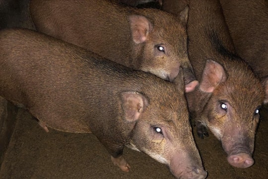  Nguy cơ mai một giống lợn đen bản địa ở Kỳ Sơn