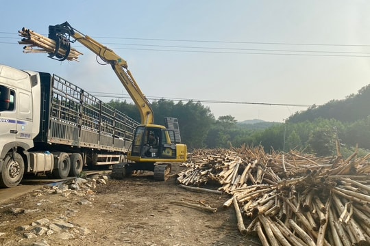 Nông dân Nghệ An phấn khởi khi keo lai bất ngờ tăng giá trở lại 