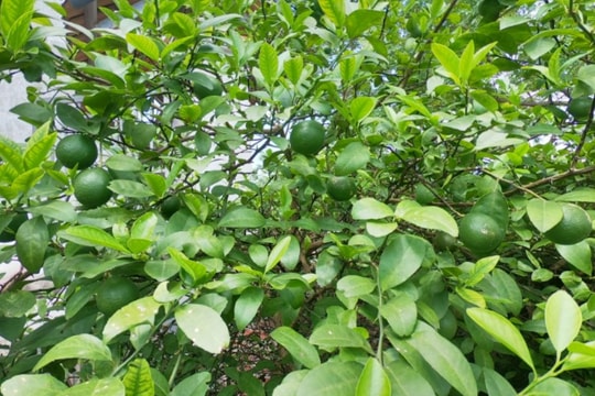 Không chỉ làm tăng hương vị của món ăn, đây mới là công dụng của lá chanh