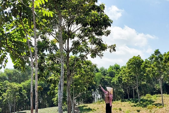 Thương lái Nghệ An bỏ hàng trăm triệu mua 'vàng đen' trên cây