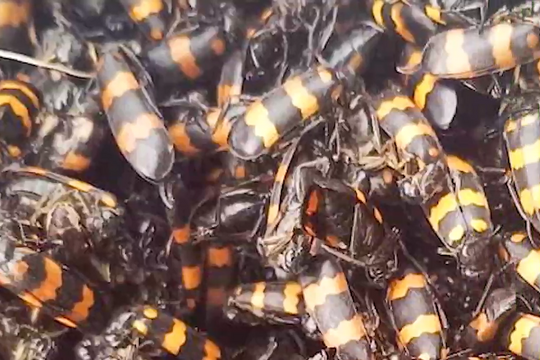 Côn trùng ở Nghệ An được mua đến giá tiền triệu 1 kg