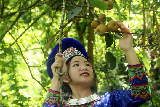 Xã vùng cao Kỳ Sơn vào mùa thu hoạch lê rừng