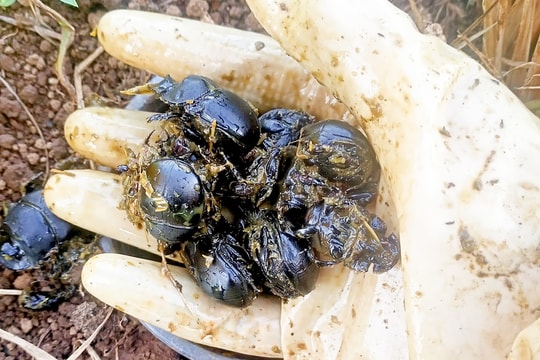 Rộ thu mua côn trùng ở Nghệ An với giá tiền triệu/kg