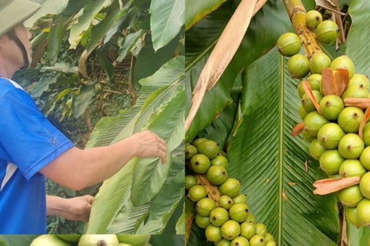 Bo bo được giá, các bản vùng cao Nghệ An vào vụ thu hái