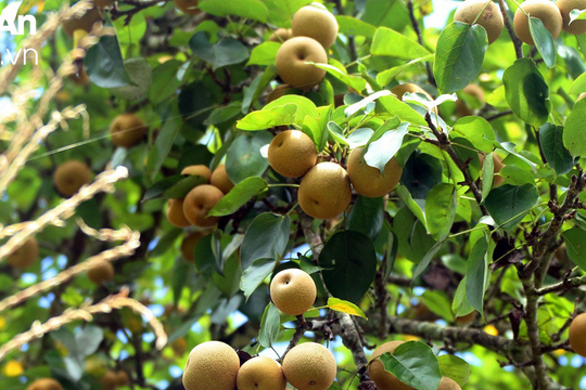 Bản người Mông Nghệ An được mùa lê rừng