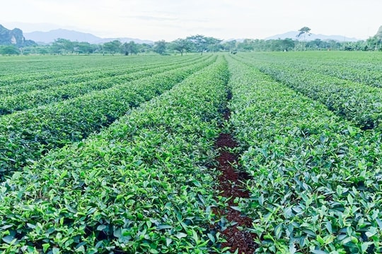 Sau đợt mưa vàng ở Nghệ An, cây lúa, cây chè hồi xanh