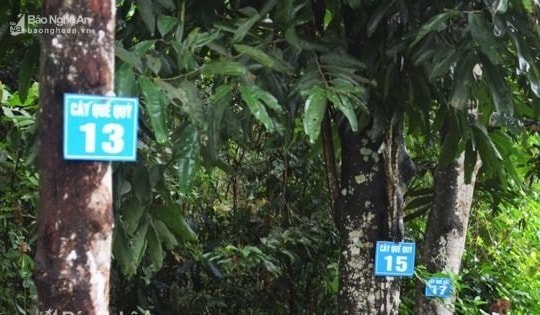 Cây quế Quỳ cần được quan tâm bảo hộ chỉ dẫn địa lý 