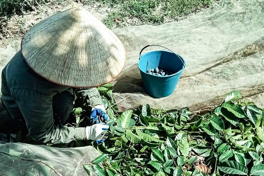 Trám đen Thanh Chương mất mùa, nhiều người thất thu