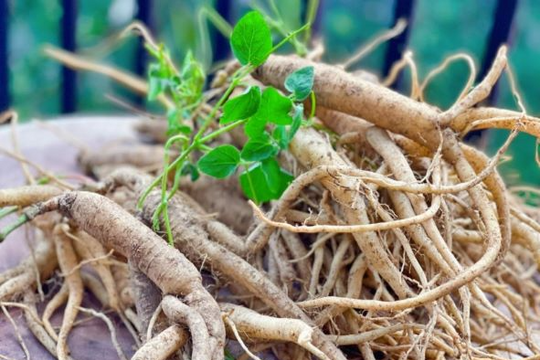 4 bài thuốc trị chứng chóng mặt theo thể bệnh