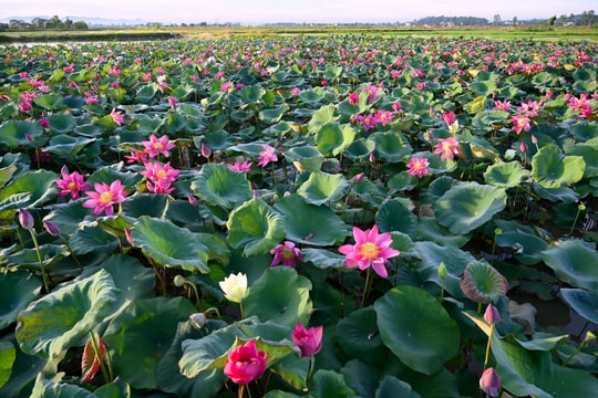 Mở rộng diện tích trồng sen cần lưu ý đầu ra sản phẩm