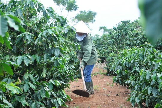 Đoạn kết buồn của cây cà phê trên vùng đất Phủ Quỳ