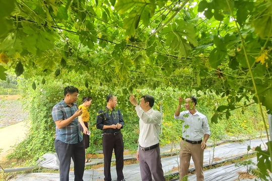 Sớm tháo gỡ khó khăn, giải ngân nguồn vốn dự án phát triển dược liệu vùng miền Tây