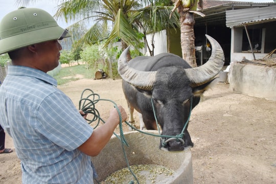 Một xã ở Nghệ An chuyên tuyển và nuôi trâu chọi 