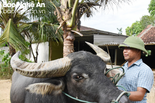 Xã ở Nghệ An chuyên nuôi trâu chọi bán ra Hải Phòng 