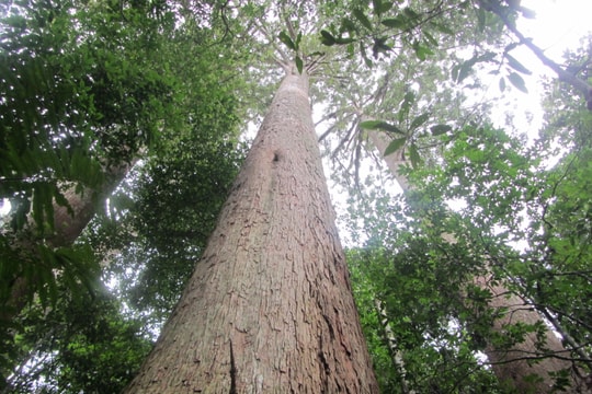 ‘Rừng dạy chúng ta điều gì?'