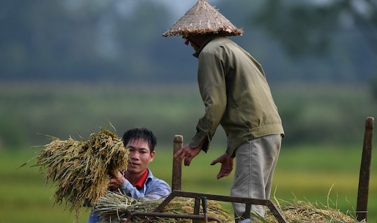 Đẩy mạnh xuất khẩu gạo, cơ hội không dài, nỗi lo lỗ ngược