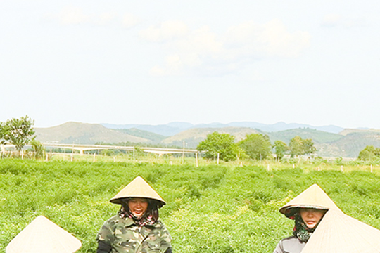 Video: Nông dân trở thành công nhân trên chính thửa ruộng của mình