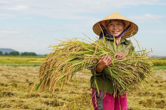 Giá lúa gạo tăng kỷ lục trong hơn 10 năm qua: Nông dân hưởng lợi 