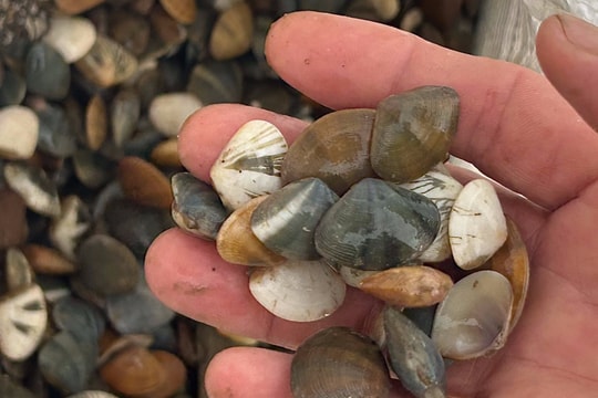 Mùa đánh bắt con chem chép để nuôi tôm hùm ở Cửa Hội