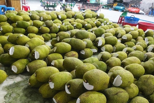 Mít Thái tăng tới 5.000 đồng/kg; Dầu tăng giá lên mức cao nhất 9 tháng