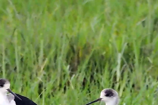 Đàn chim 'siêu mẫu' cả trăm con về trú ngụ ở Con Cuông