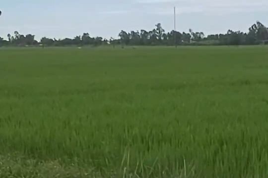 Xem máy bay không người lái phun thuốc trừ sâu hại lúa ở Nghệ An