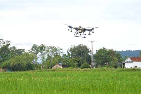 Máy bay không người lái phun thuốc trừ sâu trên đồng lúa Yên Thành