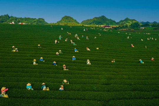 Chiêm ngưỡng khung cảnh thu hoạch chè, săn hoàng hôn đẹp 'tê lòng'