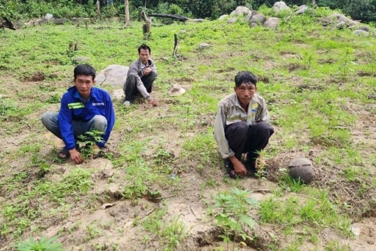 Khai mang súng lên núi bắn chim nhưng 3 người lộ việc trồng 900 cây cần sa