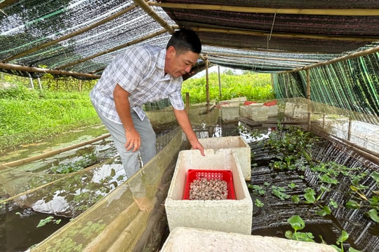 Hiệu quả của trang trại trên trồng mướp, dưới nuôi ốc bươu đen đặc sản ở Tân Kỳ