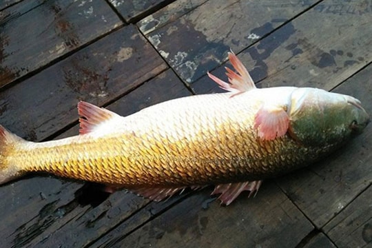 Loại cá được ví như 'cục vàng biển', mỗi lần ngư dân bắt được lại gây xôn xao