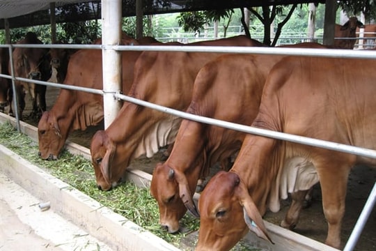 Giá trâu bò giảm mạnh, người nuôi thua lỗ, người buôn gặp khó