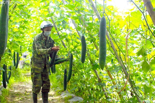 Nghệ An phấn đấu gieo trồng trên 35.000 ha cây trồng vụ đông 