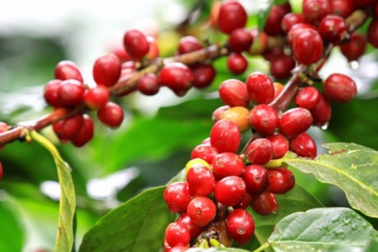 Giá thép giảm liên tiếp 16 đợt; giá cà phê, hồ tiêu giảm mạnh trên sàn giao dịch