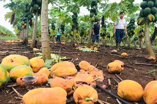 Gần 14ha đu đủ ở Thái Hòa chín rụng do không được thu mua