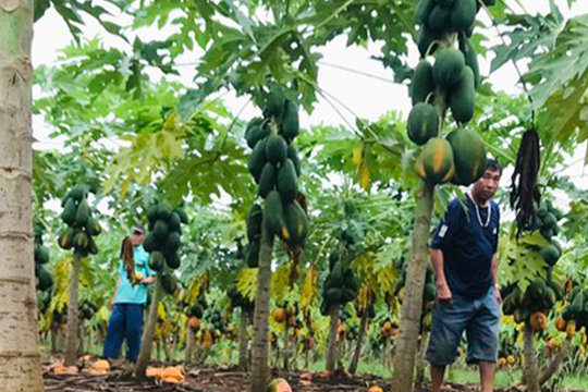 Đu đủ ở Thái Hòa chín rụng, thối rữa do không được thu mua